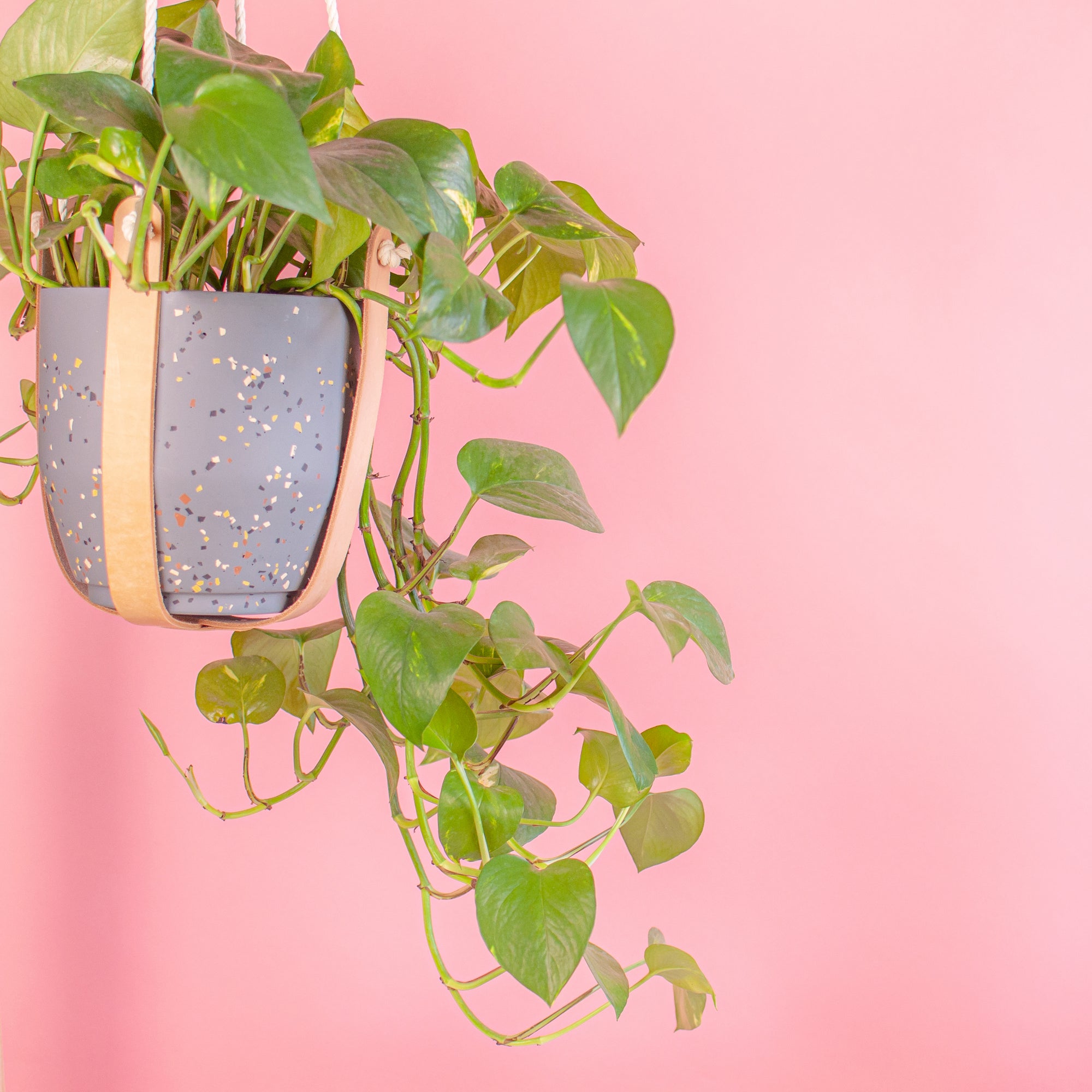 Leather Plant Hanger - The Minimal