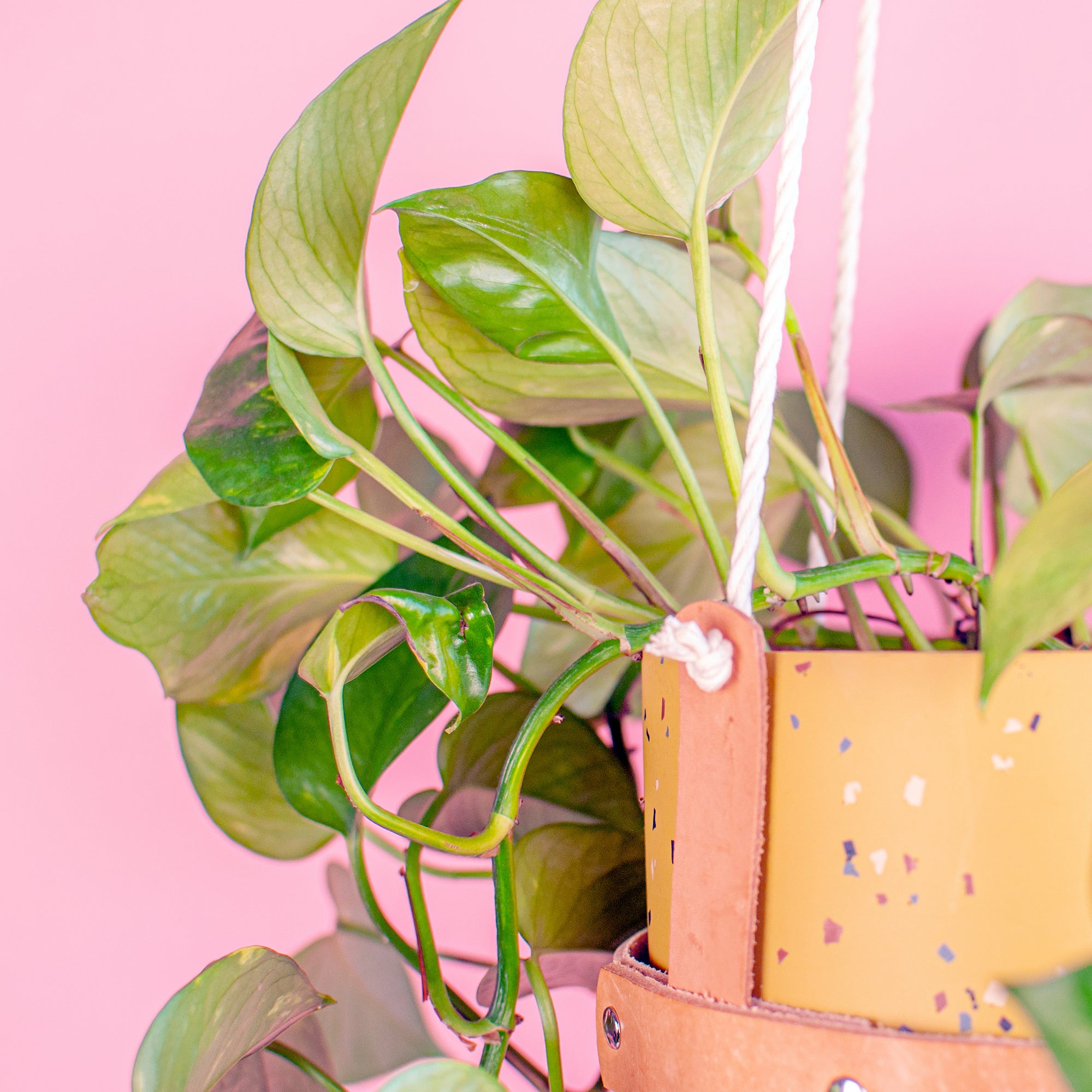 Leather Plant Hanger - Subsume
