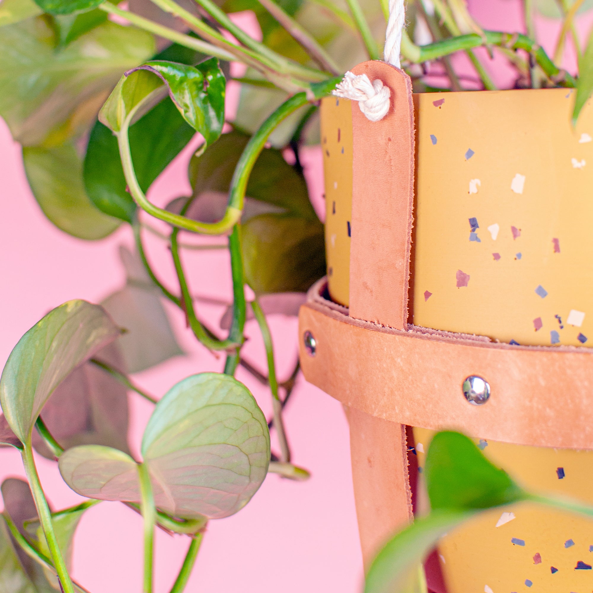 Leather Plant Hanger - Subsume