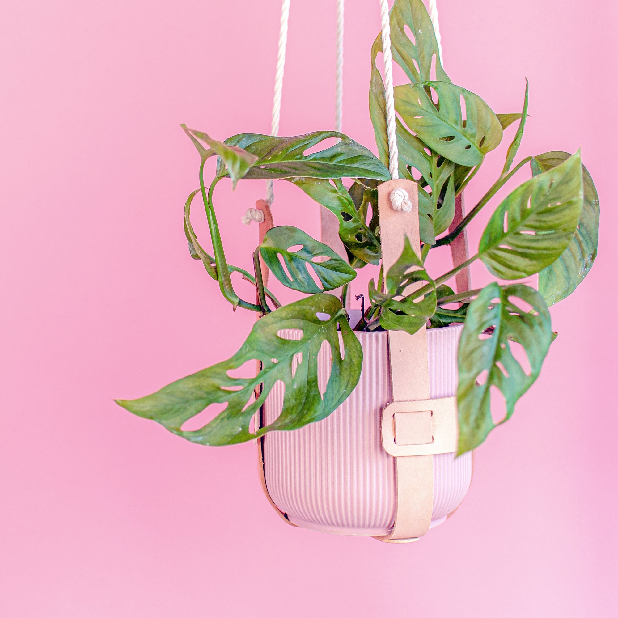 Leather Plant Hanger - Drift